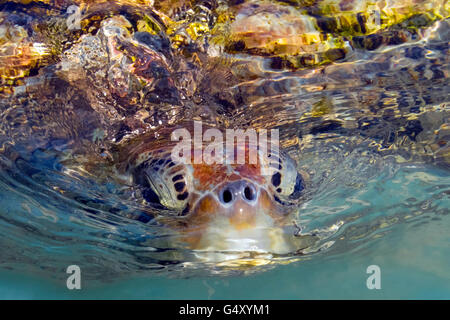 Große Schildkröte brechen Wasser in Grand Cayman Stockfoto