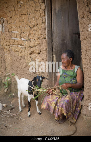 Ziegen sind in Kasese District, Uganda, Ostafrika aufgezogen. Stockfoto