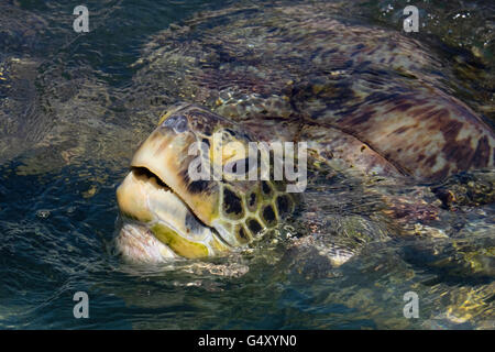 Große Schildkröte brechen Wasser in Grand Cayman Stockfoto