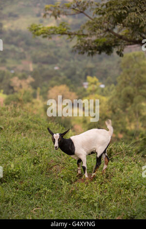 Ziegen sind in Kasese District, Uganda, Ostafrika aufgezogen. Stockfoto