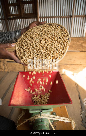 Ungerösteten Kaffee wird in einer Probe Huller in Kasese, Uganda, Ostafrika geschält. Stockfoto