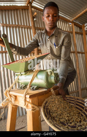 Ungerösteten Kaffee wird in einer Probe Huller in Kasese, Uganda, Ostafrika geschält. Stockfoto