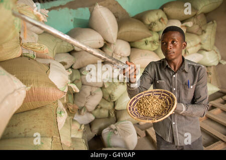 Ein Lager Arbeiter zieht (zieht) eine Stichprobe von Kaffee auf einen Kaffee Lager in Kasese, Uganda. Stockfoto