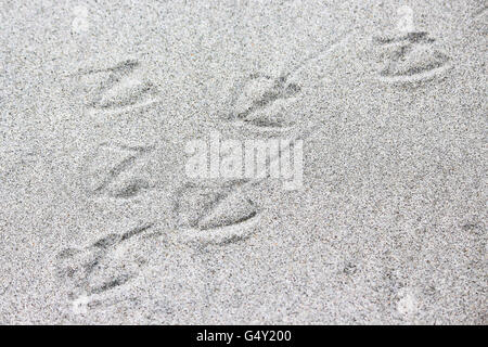 Neuseeland, Südinsel, Dunedin, Otago Peninsula, Albert Bay mit Pinguin Spuren Stockfoto