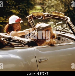 Airedale terrier Stockfoto