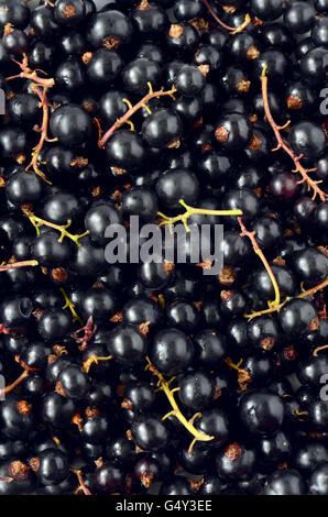 Schwarze Johannisbeere Beeren frisch aus dem Garten gepflückt Stockfoto