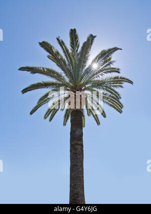 Palme mit Sternenhimmel Sonne durch Äste gegen den blauen Himmel in Palma De Mallorca, Balearen, Spanien. Stockfoto