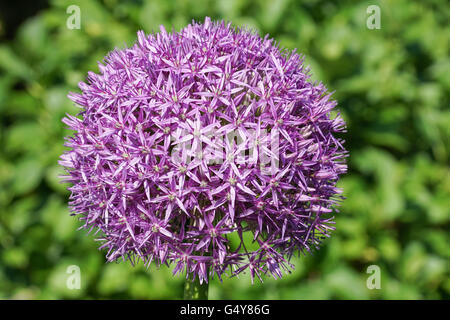 Allium Globemaster, Blumen des Frühlings Stockfoto