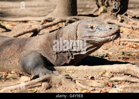 Komodo-Waran (Varanus Komodoensis) mit Mund sabbern. Rinca, Komodo National Park, Indonesien Stockfoto