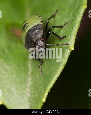 Grüne Shieldbug Nymphe Stockfoto