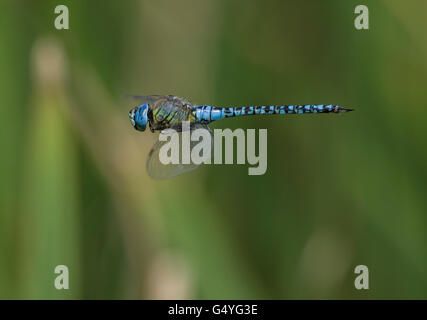 südlichen Migranten Hawker Aeshna Affinis Libelle im Flug Stockfoto