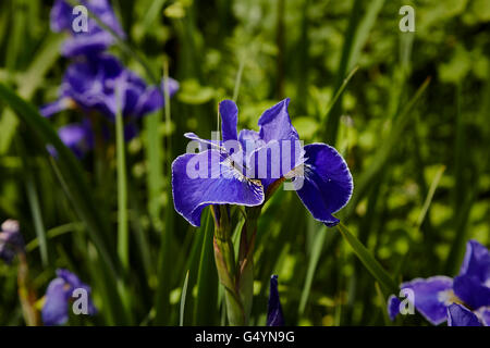 Nahaufnahme einer Iris Sibirica silbernen Kante in einem Büschel von anderen aus Fokus Iris Stockfoto