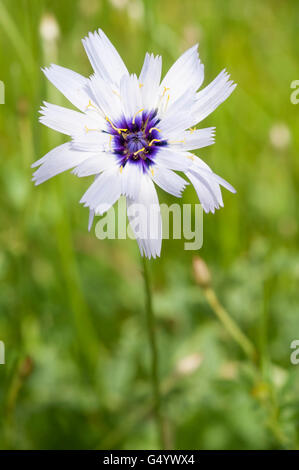 Gemeinsamen Chicorée Cichorium Intybus. Vertikale Porträt von Blume mit schönen Out-of-Fokus-Hintergrund. Stockfoto