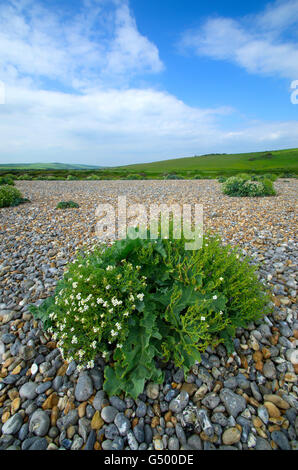 Meer Kohl (Crambe Maritima) wächst in den Kieselsteinen Cuckmere Haven, Sussex. Stockfoto