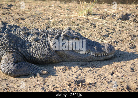 Namibia, Okapuka Ranch, Safari, Game Drive, Nahaufnahme von einem alligator Stockfoto