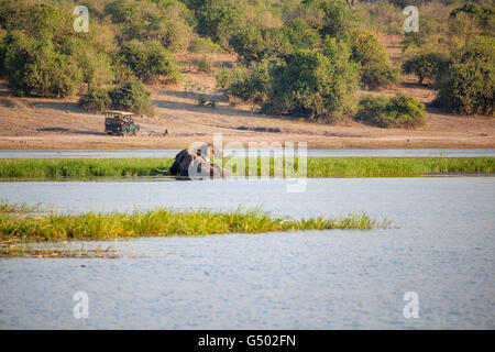 Botswana, Chobe Nationalpark, Game Drive Safari auf dem Chobe River, Safariauto vergeht schwimmen Elefanten Stockfoto