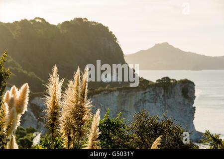 Neuseeland, Waikato, Hahei, Schilf auf der Küste von Neuseeland in der Abendsonne Stockfoto