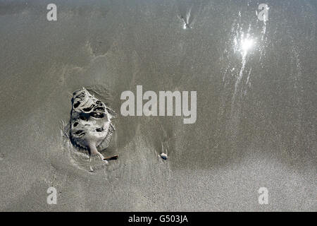 Neuseeland, Wellington, Otaki Beach Tote Fische im sand Stockfoto