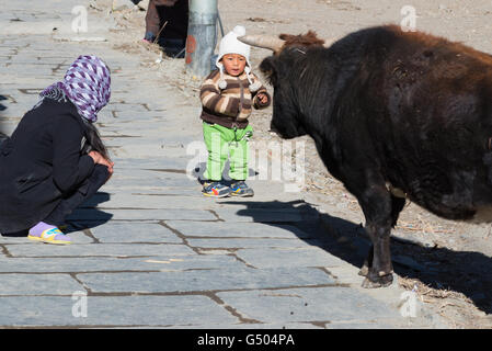 Nepal, Western Region, Tanki Manang, am Annapurna Circuit - Tag 7 - von Braga, Yak Kharka - kleine Stierkämpfer in der Ortschaft Manang Stockfoto
