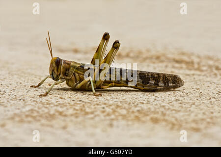 Bild von einem Erwachsenen Desert Locust - Schistocerca Gregaria. Stockfoto