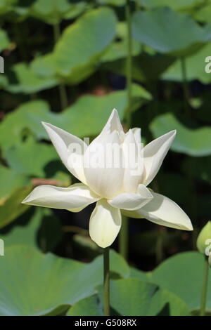 Indische Lotusblume am Sir Seewoosagur Ramgoolam Botanical Gardens Stockfoto
