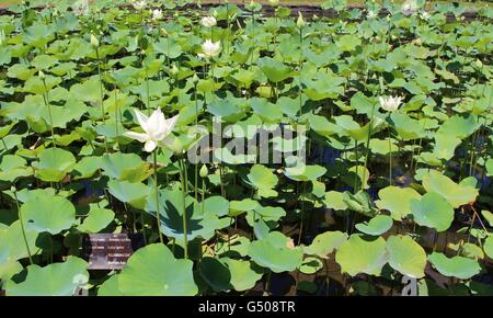 Indische Lotusblume am Sir Seewoosagur Ramgoolam Botanical Gardens Stockfoto