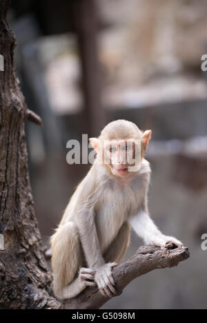 Ein Makaken-Affen auf einem Ast am Mount Popa buddhistischen Kloster, Taung Kalat, Region Mandalay, Myanmar Stockfoto