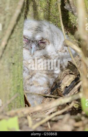 Juveniler Waldkauz, Owlet, Strix Aluco auf dem Boden an der Unterseite von einem Baum im Frühling, Wales, UK Stockfoto