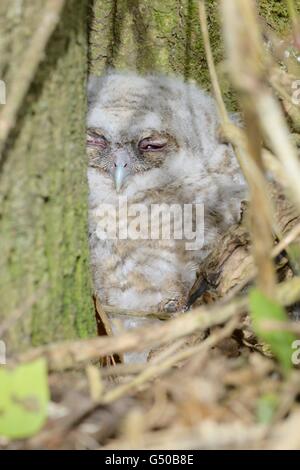 Juveniler Waldkauz, Owlet, Strix Aluco auf dem Boden an der Unterseite von einem Baum im Frühling, Wales, UK Stockfoto