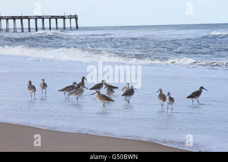 Gruppe von Strandläufer Fütterung in den Wellen mit Pier im Hintergrund und geringe Schärfentiefe Stockfoto