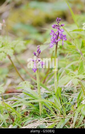 Frühe lila Orchidee Orchis Mascula, Wales, UK Stockfoto