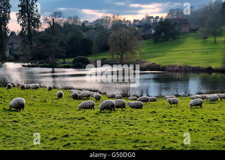 Die Schafe in Chartwell, Kent, mit dem See hinter. Stockfoto