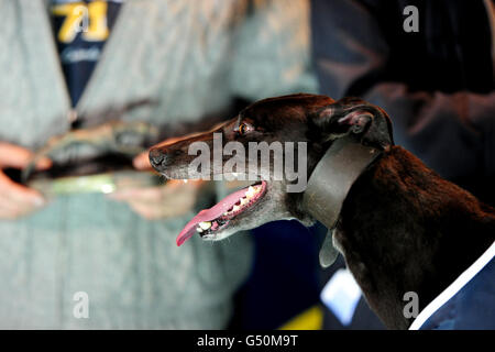 Windhunde - Springbok & Racing Post Juvenile Gala Williamhill.com - Wimbledon Stadium. Bansha Mo, Gewinnerin der William Hill App - Download heute 480 Ladies Race Stockfoto