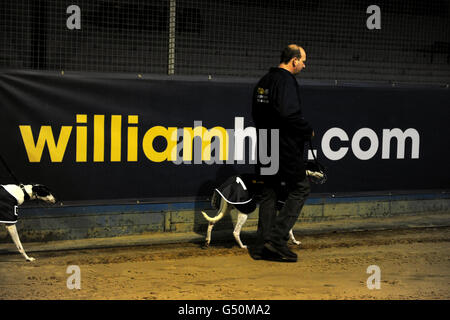 Windhunde werden vor ihrem Rennen um die Strecke gelaufen Stockfoto