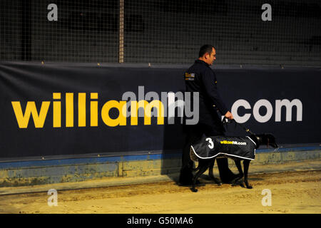 Windhunde - Springbok & Racing Post Juvenile Gala Williamhill.com - Wimbledon Stadium. Windhunde werden vor ihrem Rennen um die Strecke gelaufen Stockfoto