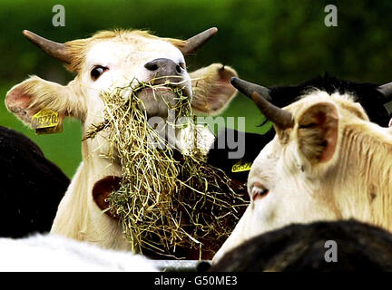 Gesundheit-CJD-Kühe Stockfoto