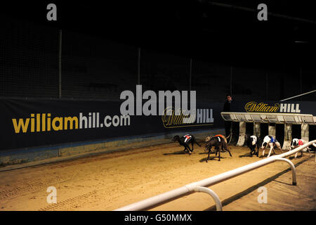 Windhunde - Springbok & Racing Post Juvenile Gala Williamhill.com - Wimbledon Stadium. Die Windhunde kommen aus den Fallen für die William Hill App - Download Today 480 Ladies Race Stockfoto