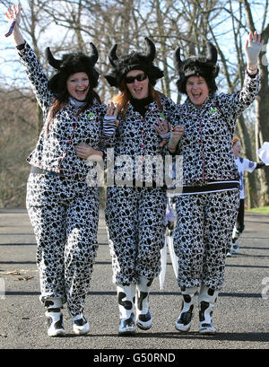 Frauen in Kostümen als Kühe kommen zu rund sechshundert Menschen, die an dem Kuhdruck-Themenspaziergang Wiseman Welly im Bellahouston Park, Glasgow, teilnehmen, um Geld für das Prinz & Prinzessin von Wales Hospiz zu sammeln. Stockfoto