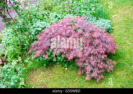 Acer Palmatum Dissectum Garnet-japanischer Ahorn im Frühjahr Stockfoto