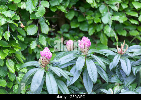 Knospen der lila Rhododendron blüht im Garten, UK Stockfoto