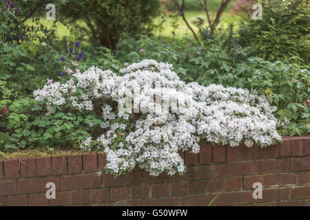 Weiße Azalee in Blumen wachsen über Gartenmauer bedeckt " Stockfoto