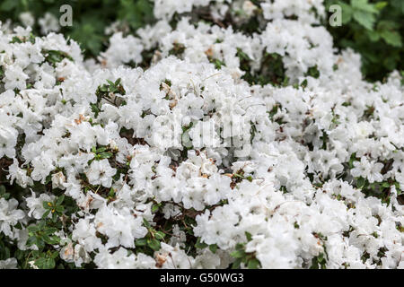 Weiße Azalee in Blumen wachsen über Gartenmauer bedeckt " Stockfoto