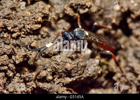 Ichneumon Suspiciosus. Wespe in der Familie Ichneumonidae, Parasitoiden der Larven von lepidoptera Stockfoto