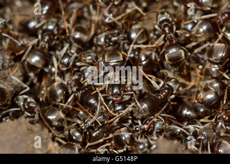 Gemeinsame schwarze Ameisen (Lasius Niger) im Nest. Viele Ameisen im Nest Annahme defensive Verhaltensweisen nach der Belichtung Stockfoto