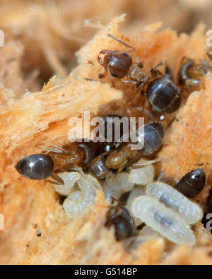 Braune Ameisen (Lasius Brunneus) mit Larven. Arbeiter verlegen Larven, nachdem ein Nest gestört ist, in verrottendem Holz eines Baumes Stockfoto