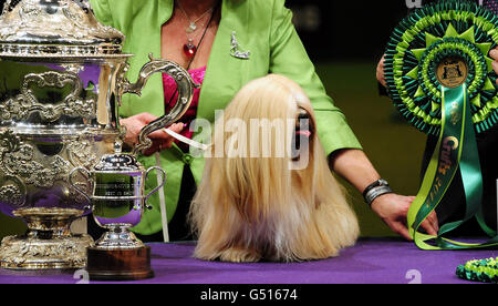 Elizabeth, eine Lhasa Apso, Gewinnerin des Best in Show Titels, im Besitz von Margaret Anderson, auf der Crufts 2012 im NEC, Birmingham. Stockfoto