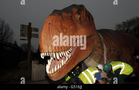 Ein mechanisches Modell eines Tyranosaurus Rex, kommt im Chester Zoo für die bevorstehende Dinosaurier Bite Back! Ausstellung mit 19 "lebensähnlichen" mechanischen Nachbildungen der Kreaturen, die vor 200 Millionen Jahren die Erde durchstreiften, die am 1. April eröffnet wird. Stockfoto