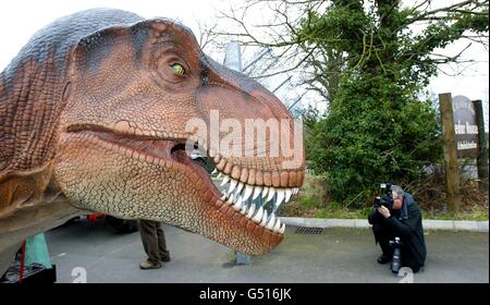 Ein Fotograf nimmt eine Nahaufnahme eines mechanischen Modells eines Tyranosaurus Rex auf, als er im Chester Zoo für den bevorstehenden Dinosaurs Bite Back! Die Ausstellung mit 19 „lebensähnlichen“ mechanischen Nachbildungen der Kreaturen, die vor 200 Millionen Jahren die Erde durchstreiften, wird am 1. April eröffnet. Stockfoto