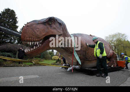 Ein mechanisches Modell eines Tyranosaurus Rex, kommt im Chester Zoo für die bevorstehende Dinosaurier Bite Back! Ausstellung mit 19 "lebensähnlichen" mechanischen Nachbildungen der Kreaturen, die vor 200 Millionen Jahren die Erde durchstreiften, die am 1. April eröffnet wird. Stockfoto