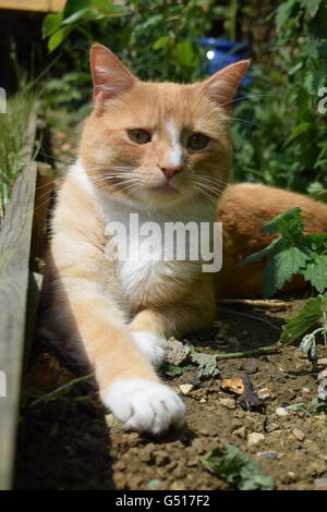 Ingwer und weiße Katze entspannend im Garten im Sommer Stockfoto